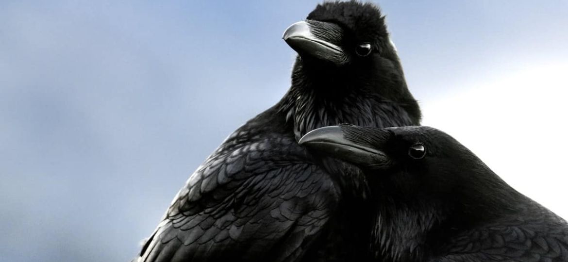 two black crows perched closely against a blue sky